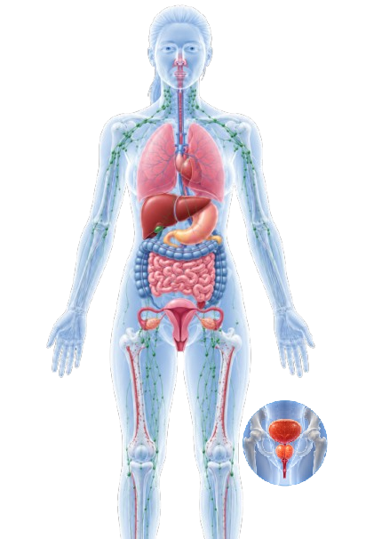 Human Anatomy